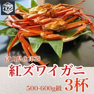 ふるさと納税 カニ 魚卸問屋のベニズワイガニ 500〜600g 3杯 セット 蟹 かに 紅ズワイガニ はりたや 富山県魚津市