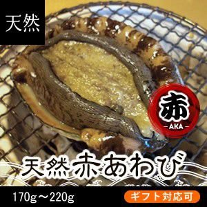 活赤あわび（メガイアワビ）Sサイズ　130ｇ～170ｇ　1枚[あわび]