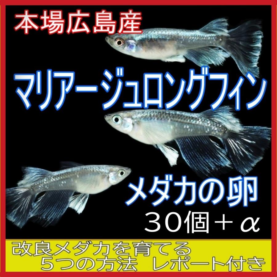 メダカ マリアージュ ロングフィン 成魚 産卵サイズ 2ペア 保証1匹 泳ぐ宝石 ラメ 超極上 ヒレ長 交配 固定率 水槽 お手入れ 厳選種 アクアリウム 隔離 安心