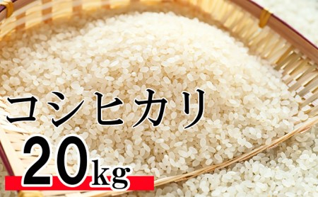 令和5年 香川県産「コシヒカリ」 20kg 讃岐育ち 精米