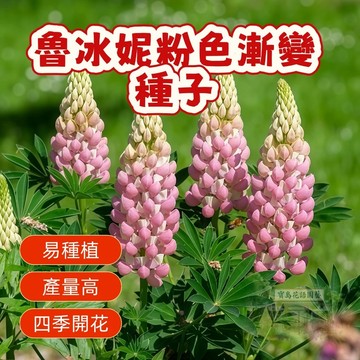 🔥 🔥 魯冰妮粉色漸變 魯冰花種子一份20粒 四季易種 多年生 耐寒室內陽臺 庭院 盆栽 羽扇豆花種子 花卉種子