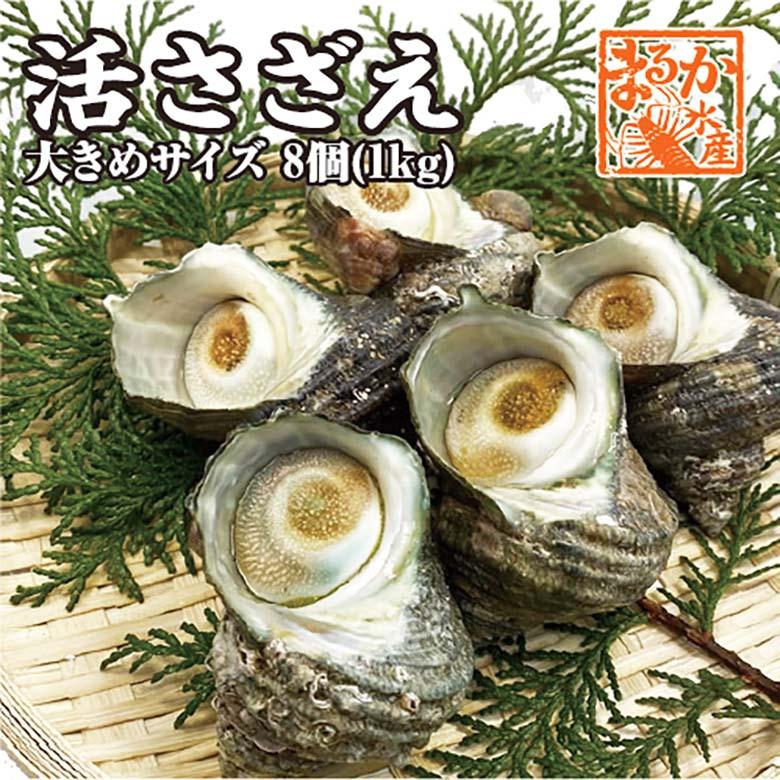 天然活さざえ　大サイズ　１ｋｇ　8個　120ｇ〜150ｇ [さざえ]