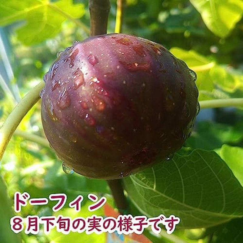 とにかく根ががっちり イチジク 無花果 苗 苗木 6号鉢 挿木2年生苗 ホワイトイスキア いちじく 果樹苗 シンボルツリー 記念樹