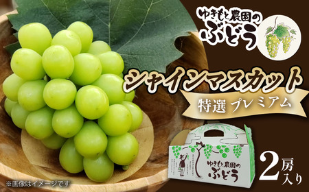  ゆきもと農園 ＜ 特選 ＞ シャインマスカット プレミアム ２房セット　2024年8月～9月発送