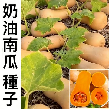 限時福利反饋 現貨【奶油南瓜】（50粒）紅肉奶油南瓜 奶油南瓜種子 蔬菜種子 庭院盆栽種植 香甜軟糯 高產種植 超高發芽