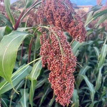 青禾園藝（高粱種子）甜高粱種子 甜桿 脆甜多汁 春秋播種 高產 易種 庭院蔬果 營養豐富  超優惠#自留種