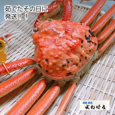 ふるさと納税 美浜町 越前がに(特大サイズ)約1.1〜1.3kg×1杯