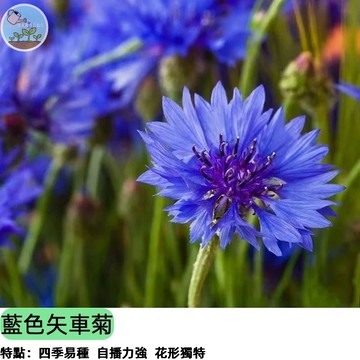 【藍色幸運花】藍色矢車菊種子 德國國花 清新天空藍 線條感花型 耐寒耐旱 切花乾燥花 蜜源植物 陽台花壇 四季可播