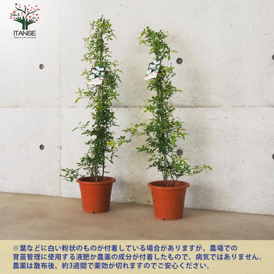 モッコウバラ 八重咲き 白花の苗 花苗 6号鉢 売り 花の苗 フラワーガーデン 寄せ植え