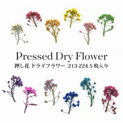 押し花 ドライフラワー 213 224 各種 5枚入り 通販 Lineポイント最大1 0 Get Lineショッピング