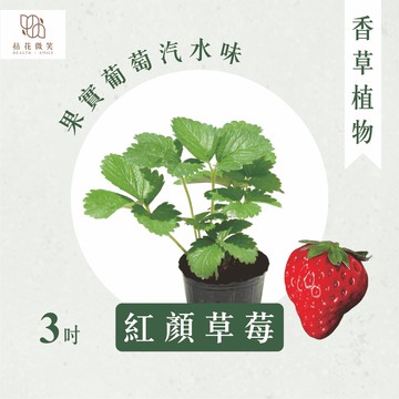 【拈花微笑】紅顏草莓｜正品｜日本靜岡草莓苗｜3吋｜葡萄味｜汽水味｜香酸甜｜果樹｜水果｜有機栽培