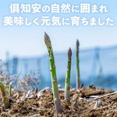 ふるさと納税 倶知安町 2024年 先行受付 北海道 アスパラガス ホワイト グリーン(2級L)食べ比べセット 計2kg前後