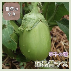  「在来青ナス」ナスの種 化学肥料 農薬不使用で栽培 家庭菜園 種 タネ 茄子 野菜