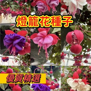 【懸掛的寶石】燈籠花種子｜倒掛金鐘 陽台庭院超仙｜花期長 易爆盆｜新手園丁的夢幻逸品｜開花超美｜現貨速發