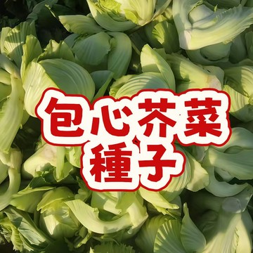 包心芥菜種子 台灣大心芥菜 結球芥菜種子 年菜芥菜種子 現貨當季可種 耐熱耐寒 高發芽率 家庭菜園 陽台盆栽 蔬菜種籽
