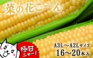 朝採れ とうもろこし「菜の花こーん」16～20本 A3L～A2Lサイズ  7月下旬より発送