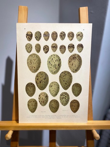 古董 19 世紀德國歐洲鳥蛋石版畫圖鑑