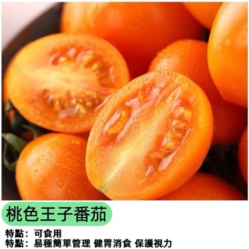 佳美 🥬桃色王子番茄種子（FQ-73）100粒~稀有進口品種~甜度高口感佳~生吃小番茄種子~小果~蔬菜種子