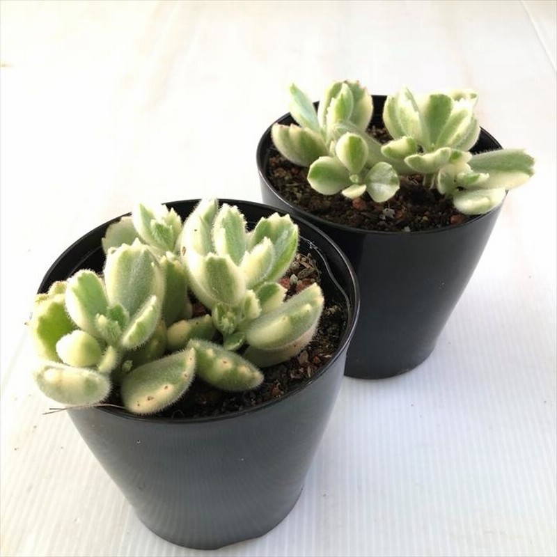 アメチス錦　確認お願い致します！。多肉植物 チワワエンシス錦 – Bull Succulent