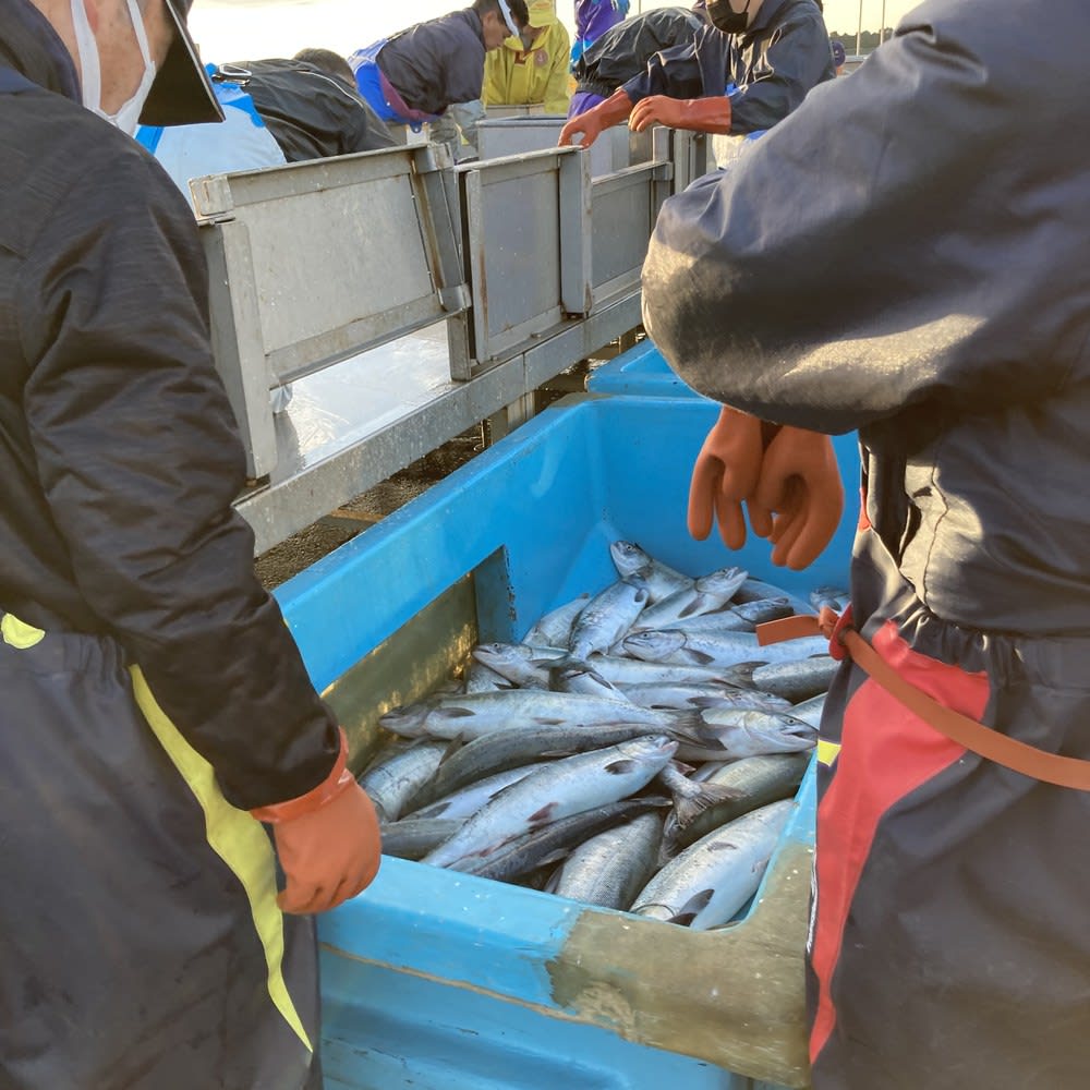 釧路笹谷商店厳選いくら醤油漬け 500g（250g×2パック）