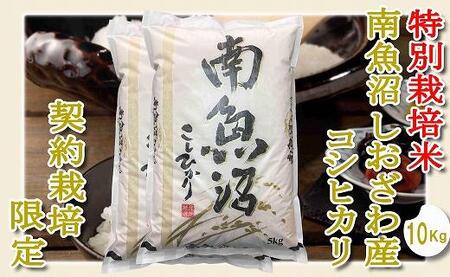 特別栽培 生産者限定  南魚沼しおざわ産コシヒカリ