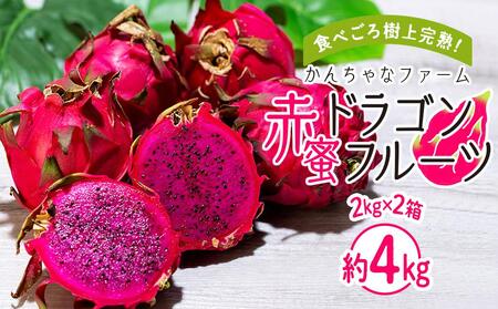 2024年発送　奄美大島産 食べごろ樹上完熟『赤蜜ドラゴンフルーツ』2kg×2箱セット＜北海道・沖縄県配送不可＞