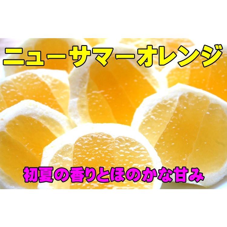 愛媛西宇和産　ニューサマーオレンジ（小夏　日向夏）　訳あり家庭用　１０ｋｇ 送料無料　産地直送