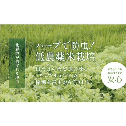 ふるさと納税 北海道 妹背牛町 A020 令和５年産 妹背牛産白米20kg〈一括〉5月発送