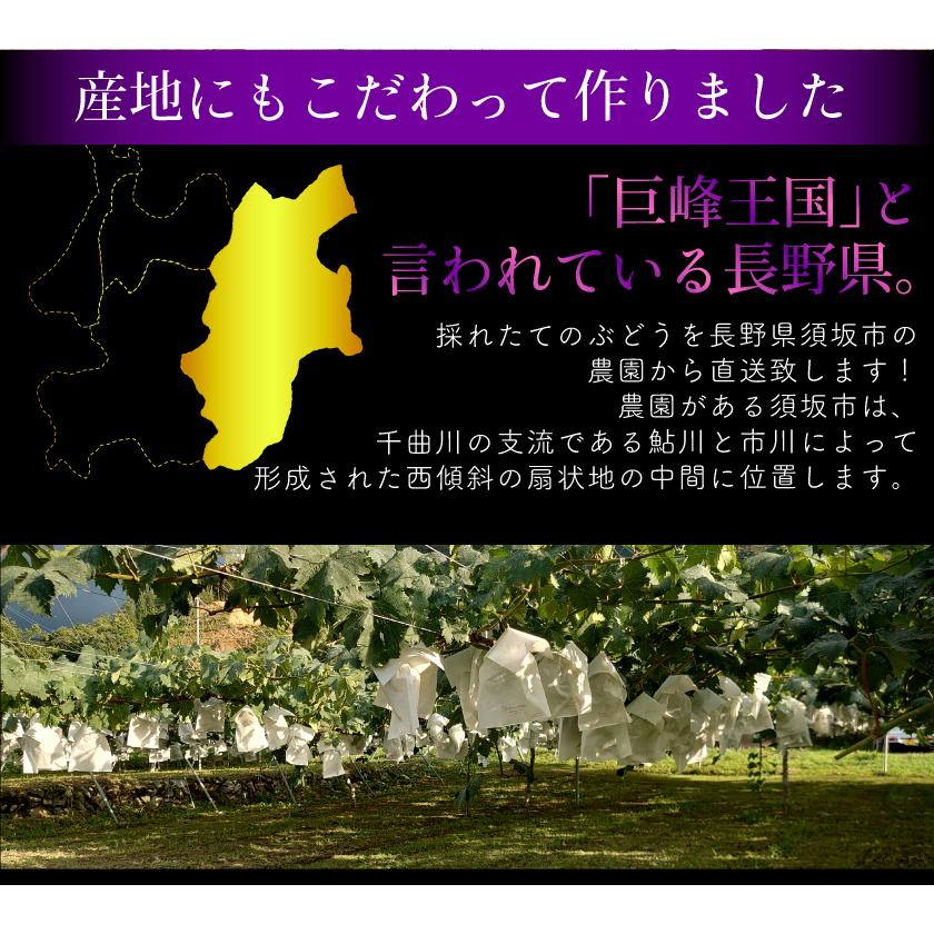 2024年分予約 訳あり ナガノパープル ぶどう 1.8kg入 ブドウ 葡萄 長野 産地直送