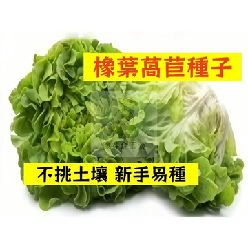 🌱【現貨-隔日到店】橡葉萵苣種子WJ-3 四季可種 懶人盆栽 優質青菜 生菜 早熟品種 大陸妹菜 田園庭院家庭蔬菜種子