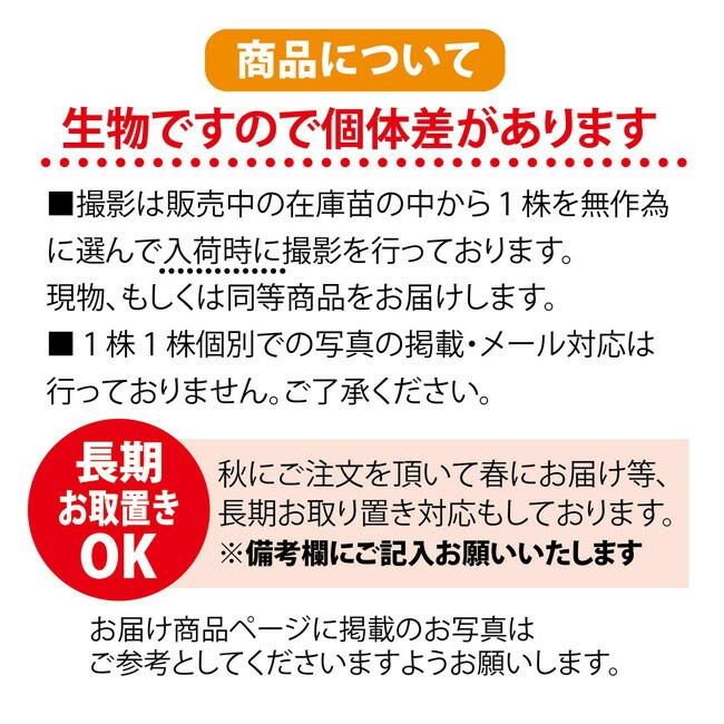 小粒南高 実梅 1年生 接木苗