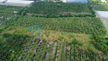 新埤近沿山公路國小方正農地S｜屏東縣新埤鄉萬隆段