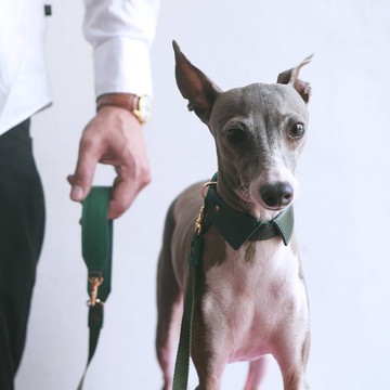 寵物項圈、皮帶、襯衫項圈套裝，薄型，刻有名字，真皮軟皮，狗和貓項圈。