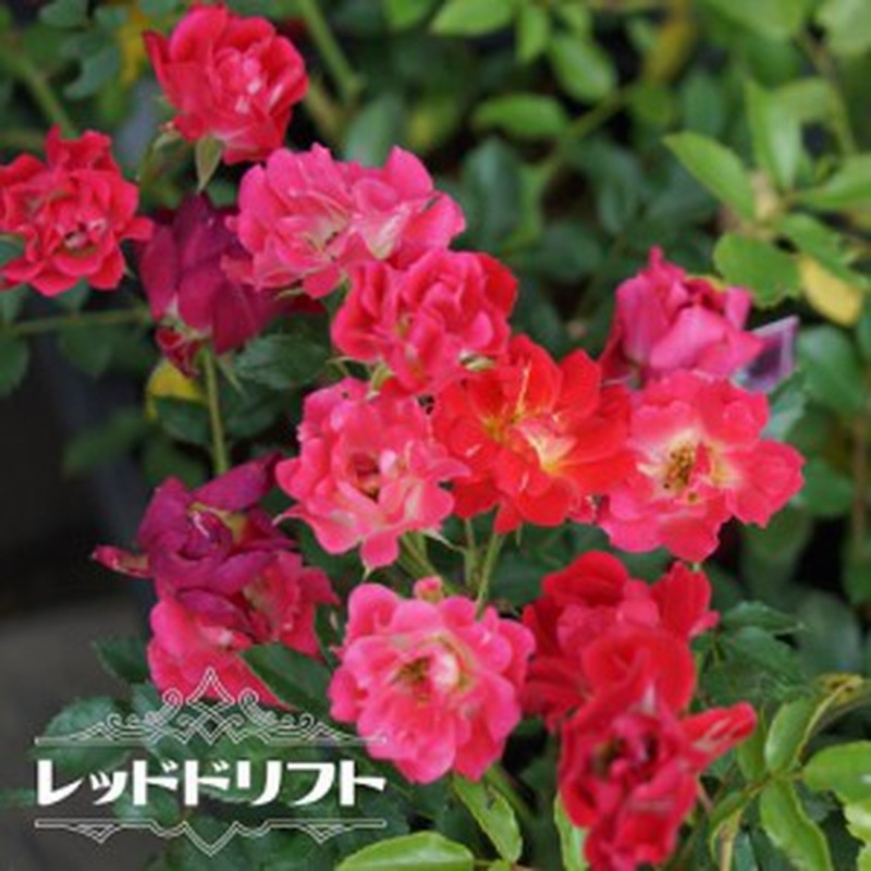 バラ苗 ドリフトローズ レッドドリフト 4号ポット苗 修景バラ 四季咲き グランドカバー 通販 Lineポイント最大1 0 Get Lineショッピング