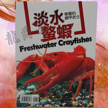 ✨現貨✨[龍爵士水族]淡水螯蝦-華麗的鐵甲武士   Q3*