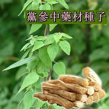 🌿「優選黨參種子」高發芽率 藥食同源種子 居家盆栽 滋補養生 自家陽台可種 易種植 強適應性