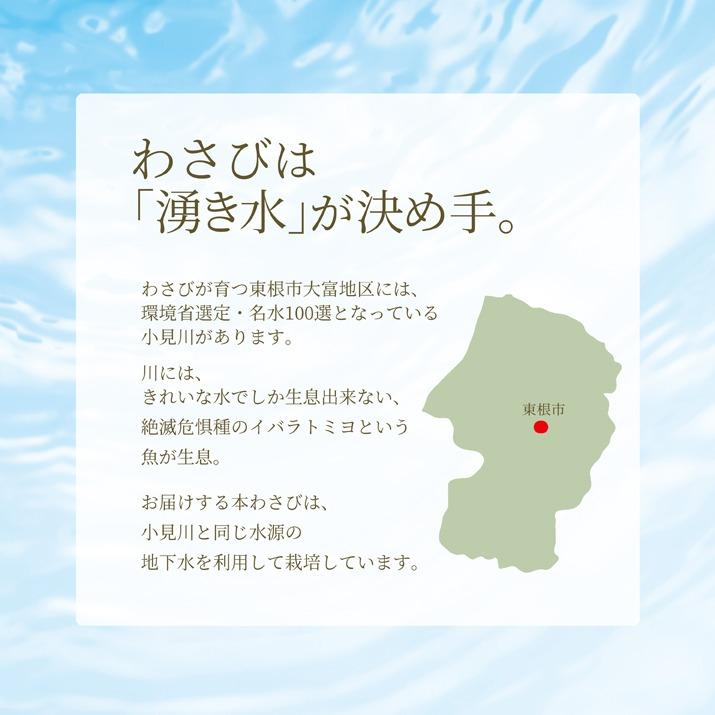 わさびギフトセット 山形県産 産地直送 わさび わさび専門ハウス直送 新鮮 採れたて 業務用ＯＫ 寿司 刺身 和牛 和食 本格 和食 wasabi父の日 母の日 お歳暮