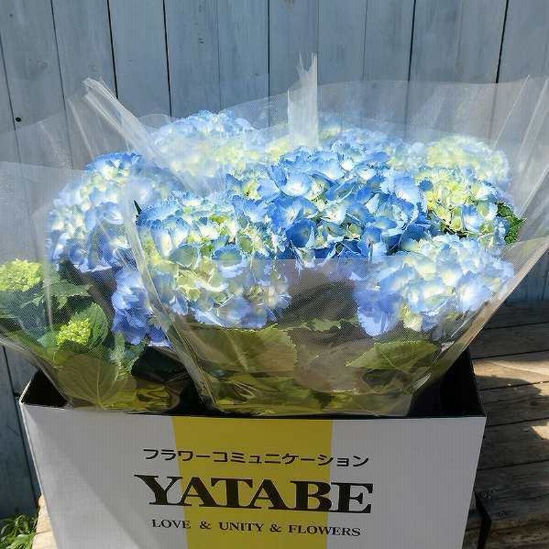 鉢花 アジサイ グランドマウンテン 5号鉢 ブルー ハイドランジア