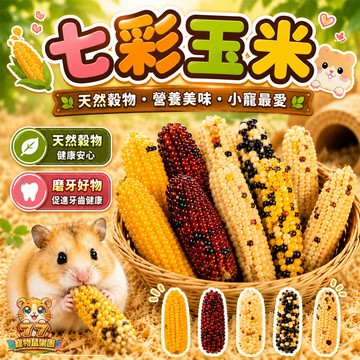 七彩玉米 七彩寶石玉米 小寵磨牙玉米 倉鼠磨牙零食 小寵天然磨牙棒 玉米磨牙棒倉鼠 小動物磨牙食品 迷你玉米寵物零食