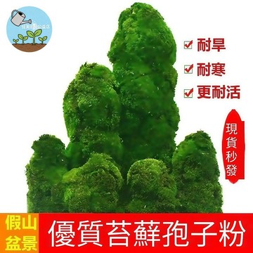 台灣現貨 超值份量 苔蘚孢子 懶人植物 微景觀造景 盆栽鋪面 生態缸必備 室內綠化 療癒小物 孢子粉 悶養適用