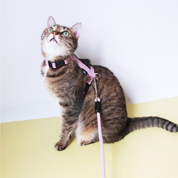 FLASH閃電系列 貓用工字胸背 霧粉