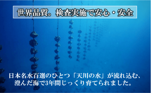 いわがき春香殻付き特大4Lサイズ×6個（3.6kg～4.8kg）◆ナイフ付き