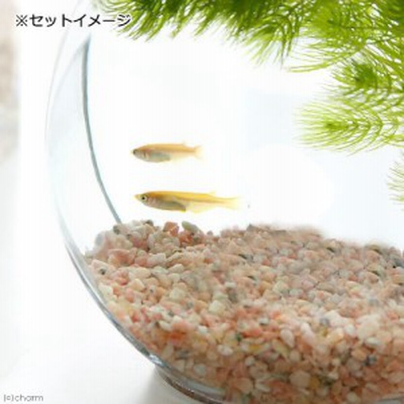めだか 水草 おしゃれなガラス製金魚鉢 太鼓鉢 小 メダカ飼育セット 説明書付 本州四国限定 通販 Lineポイント最大1 0 Get Lineショッピング