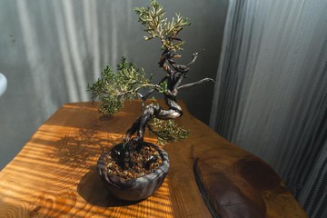 真柏文人樹 Bunjin style 糸魚川真柏 系魚川迷你盆栽