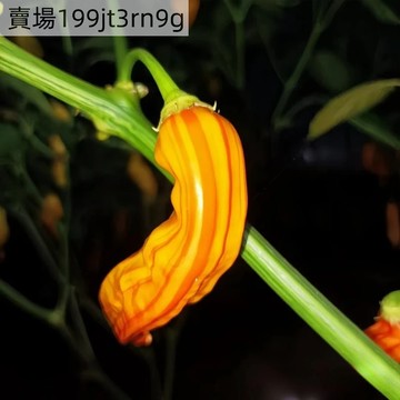 🌶️【熱糖條紋 辣椒種子】🌶️新種上市 （微辣）高度約為120CM 果實帶有 高產可觀賞可食用辣椒種子 庭院陽台盆栽種植