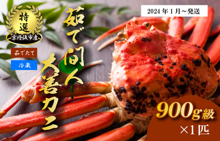 京丹後市産 未冷凍 茹で間人ガニ大善ガニ 特選 900g級 1匹（2024年1月～発送）