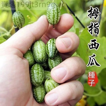 現貨🍈【拇指西瓜種子】🍈（100粒）四季 袖珍迷你小西瓜 可食用 爬藤西瓜陽臺盆栽觀賞特色蔬菜水果種子 四季薄皮迷你盆栽
