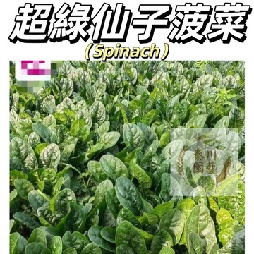 嘉儀現貨（進口超綠仙子菠菜種子）大葉菠菜種子四季蔬菜種子紅根菠菜秋冬季菜籽雜交種#健康蔬菜種子