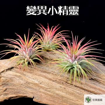 ［狂買園藝］ 空氣鳳梨 小精靈變異 ❤️ /婚禮小物/送禮小物/辦公室小物