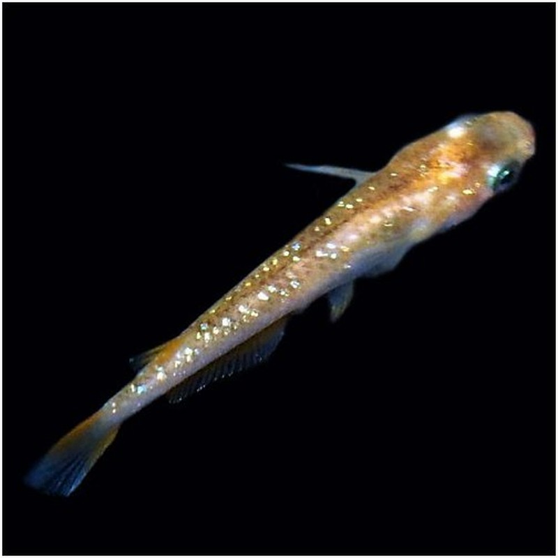 メダカ 赤ブチラメ 虹色 みゆき 幹之 めだか 未選別 稚魚 Ss Sサイズ 5匹セット 赤 ぶち 虹色 ラメ 幹之 ミユキ 淡水魚 通販 Lineポイント最大0 5 Get Lineショッピング